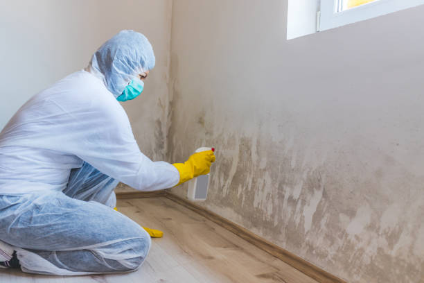 Licensed Mold Cleanup service in Oakton, VA - WQB Mold Removal